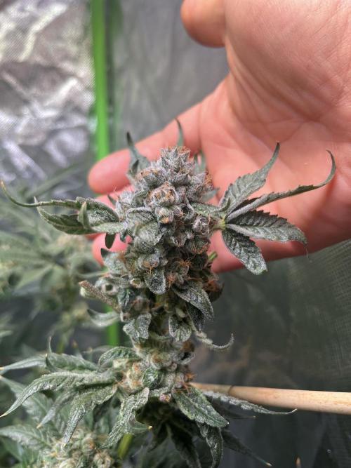 Barney's Farm - Lemon Cherry Gelato by ROLANDS_BEST