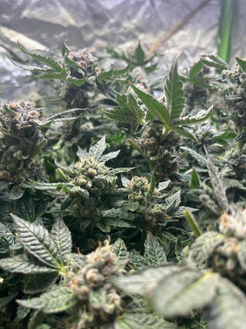 Lemon Cherry Gelato/ feminized. Week 15