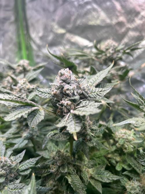 Lemon Cherry Gelato/ feminized. Week 15