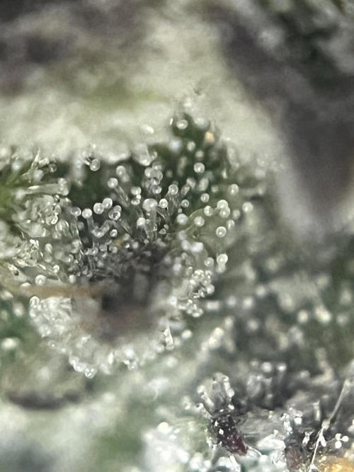 Lemon Cherry Gelato/ feminized. Week 15