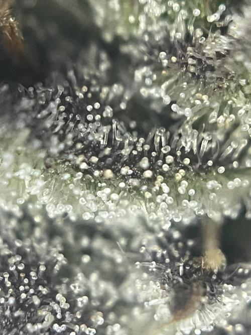 Lemon Cherry Gelato/ feminized. Week 15