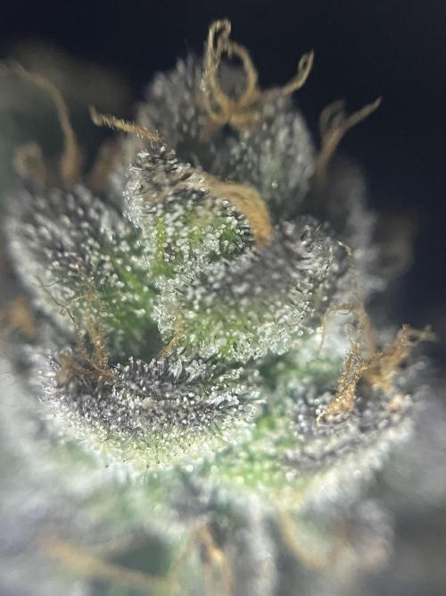 Lemon Cherry Gelato/ feminized. Week 15