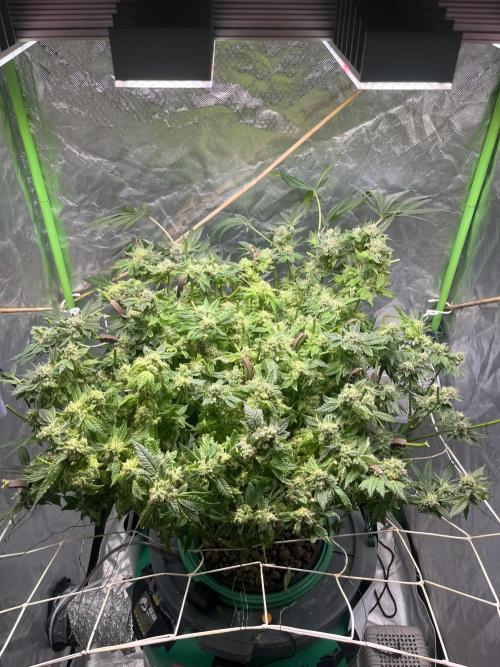 Lemon Cherry Gelato/ feminized. Week 15 - Second cut after 3 days later 