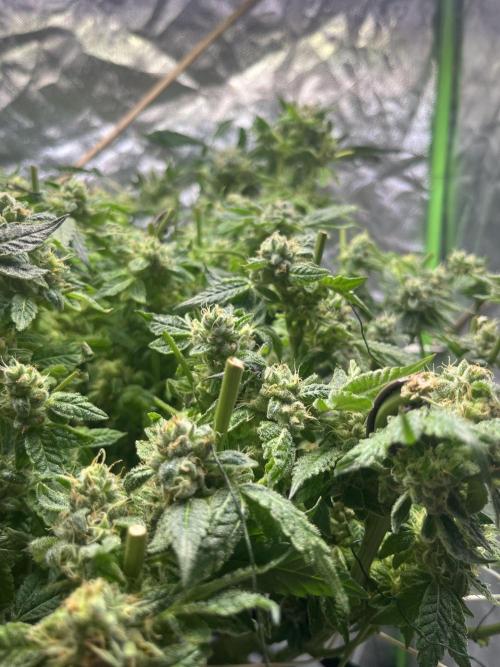 Lemon Cherry Gelato/ feminized. Week 15 - Second cut after 3 days later 