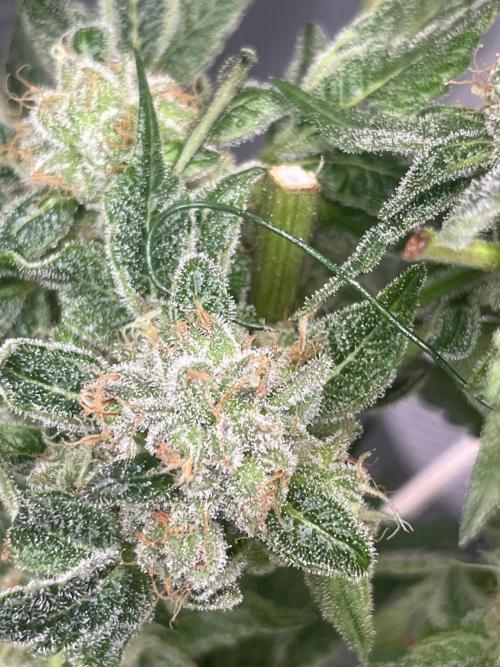 Lemon Cherry Gelato/ feminized. Week 15 - Second cut after 3 days later 