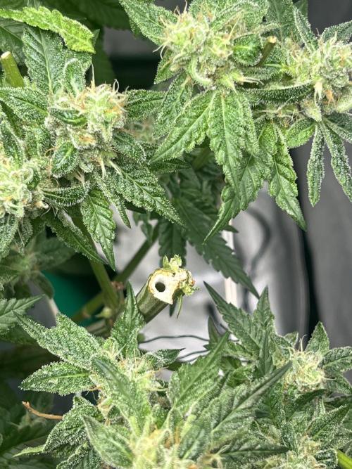 Lemon Cherry Gelato/ feminized. Week 15 - Second cut after 3 days later 