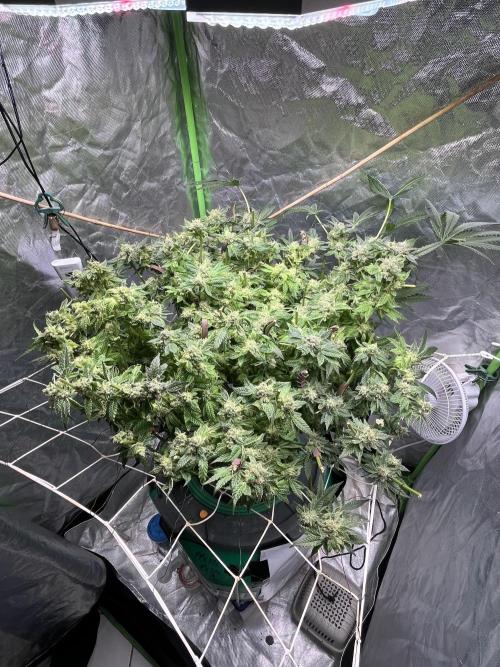 Lemon Cherry Gelato/ feminized. Week 15 - Second cut after 3 days later 