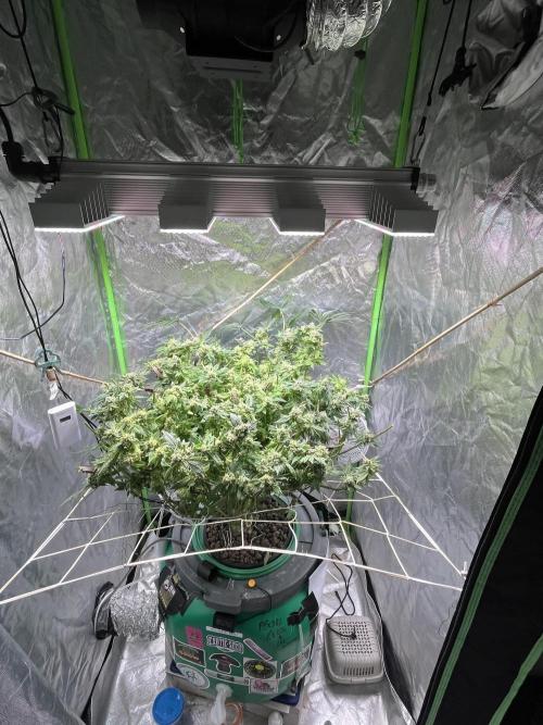 Lemon Cherry Gelato/ feminized. Week 15 - Second cut after 3 days later 