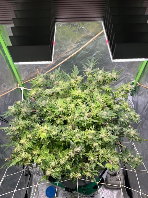 Lemon Cherry Gelato/ feminized. Week 15 - Second cut after 3 days later 