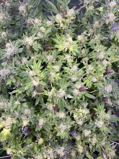 Lemon Cherry Gelato/ feminized. Week 15 - Second cut after 3 days later 