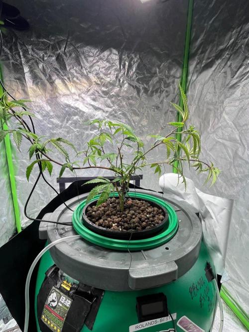 Lemon Cherry Gelato/ Feminized. Week 3 - Afte change from soil to hydro