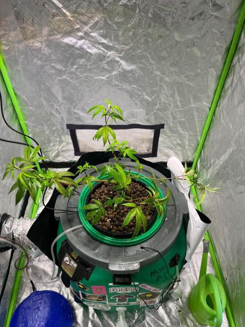 Lemon Cherry Gelato/ Feminized. Week 3