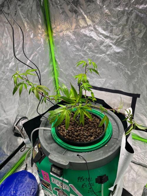 Lemon Cherry Gelato/ Feminized. Week 3
