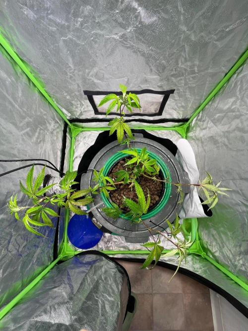 Lemon Cherry Gelato/ Feminized. Week 3