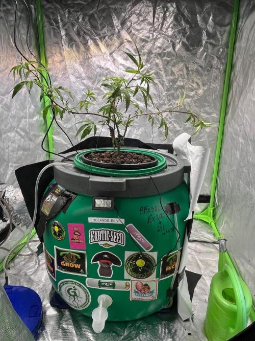 Lemon Cherry Gelato/ Feminized. Week 3