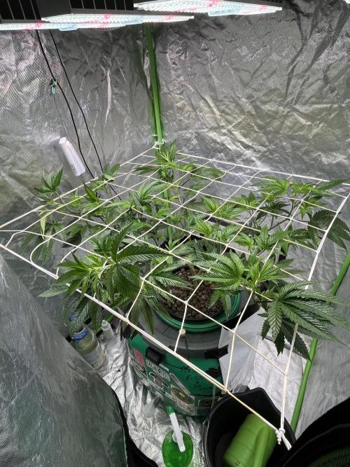 Lemon Cherry Gelato/ Feminized. Week 5