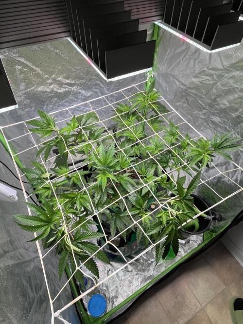 Lemon Cherry Gelato/ Feminized. Week 5