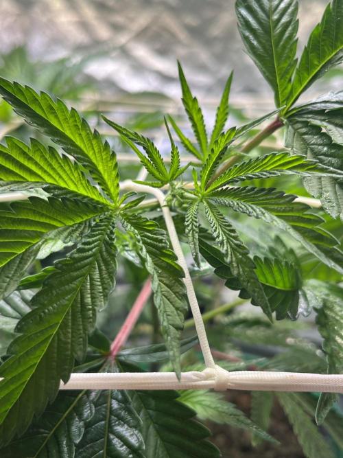 Lemon Cherry Gelato/ Feminized. Week 5