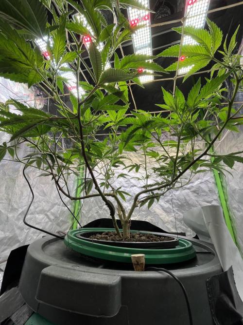 Lemon Cherry Gelato/ Feminized. Week 5