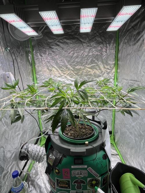 Lemon Cherry Gelato/ Feminized. Week 5