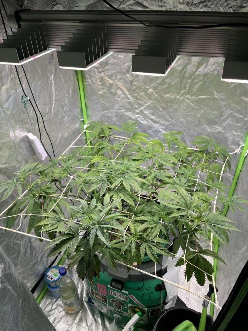 Lemon Cherry Gelato/ Feminized. Week 6