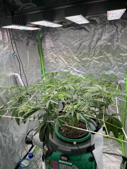 Lemon Cherry Gelato/ Feminized. Week 6