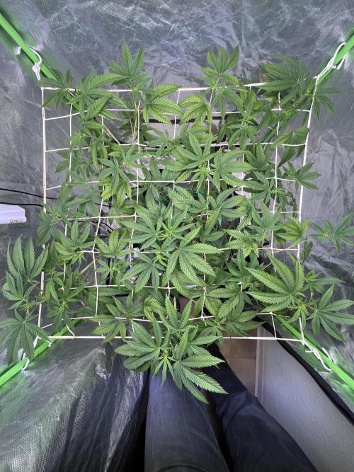 Lemon Cherry Gelato/ Feminized. Week 6