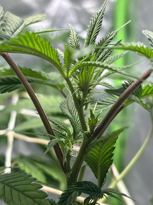 Lemon Cherry Gelato/ Feminized. Week 6
