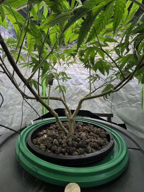 Lemon Cherry Gelato/ Feminized. Week 6
