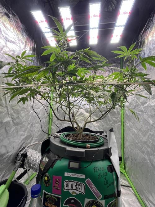 Lemon Cherry Gelato/ Feminized. Week 7