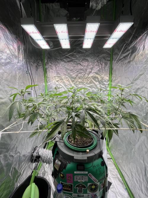 Lemon Cherry Gelato/ Feminized. Week 7