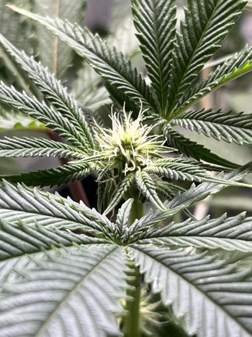 Lemon Cherry Gelato/ Feminized. Week 7