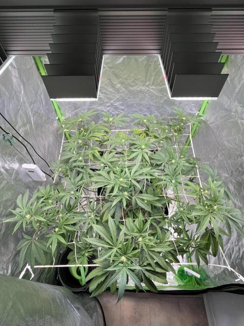 Lemon Cherry Gelato/ Feminized. Week 7