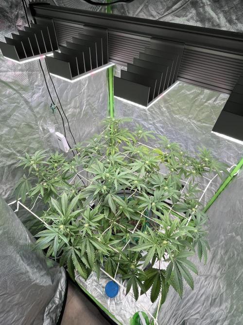 Lemon Cherry Gelato/ Feminized. Week 7
