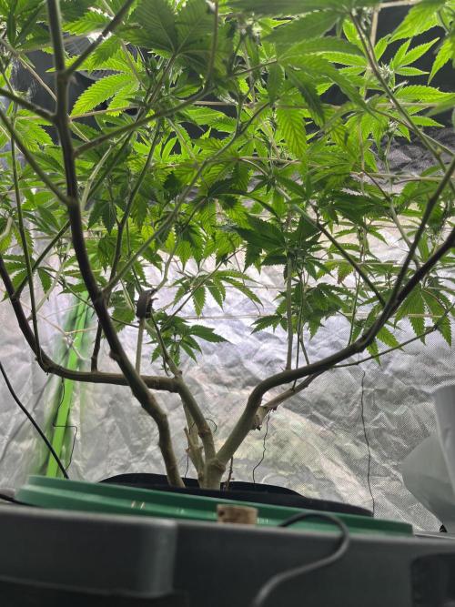Lemon Cherry Gelato/ Feminized. Week 7