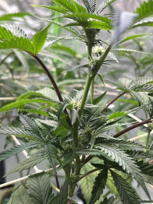 Lemon Cherry Gelato/ Feminized. Week 7