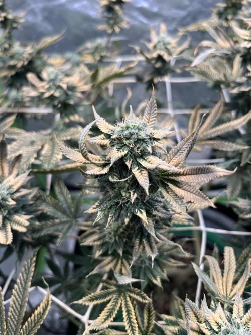 Death Grow💀Lemon Cherry Gelato/ Fem. Week 9