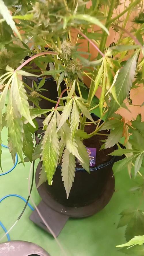 Eternity Grow Cup 2025