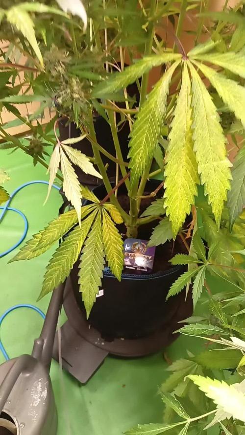 Eternity Grow Cup 2025