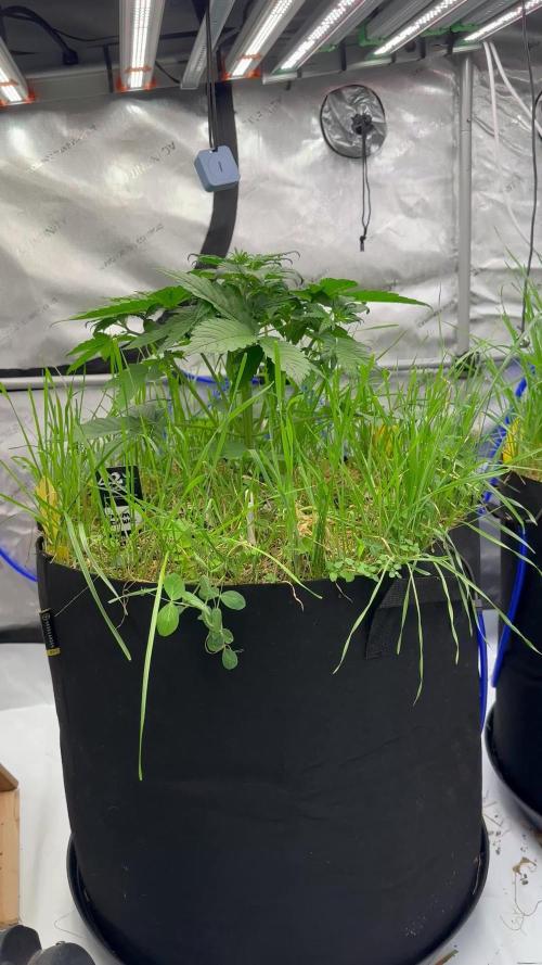 Fastbuds 3 strain Auto grow 2025