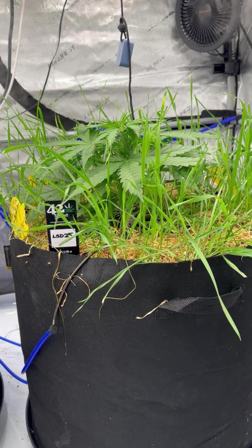 Fastbuds 3 strain Auto grow 2025