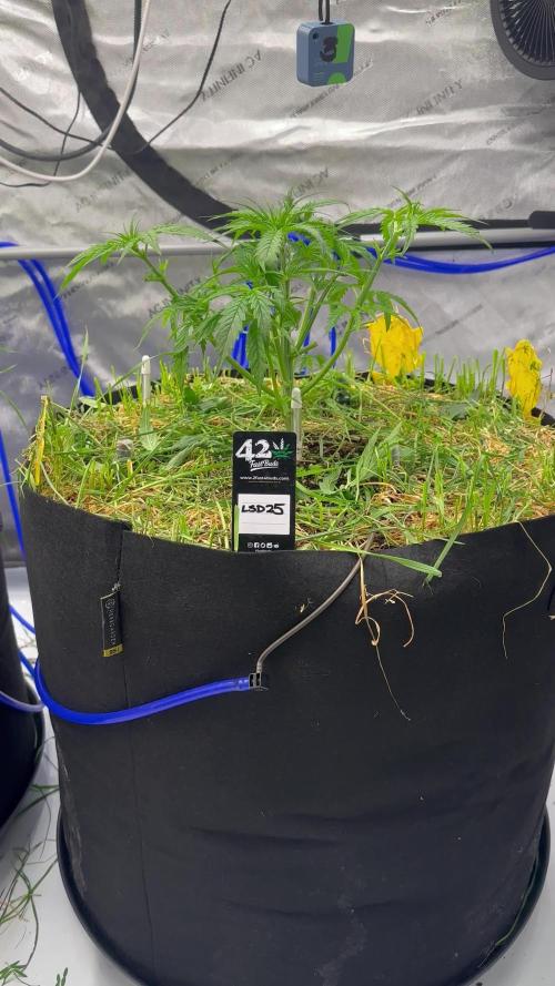 Fastbuds 3 strain Auto grow 2025