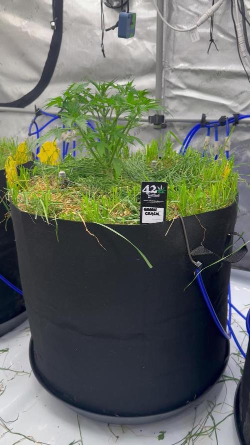 Fastbuds 3 strain Auto grow 2025