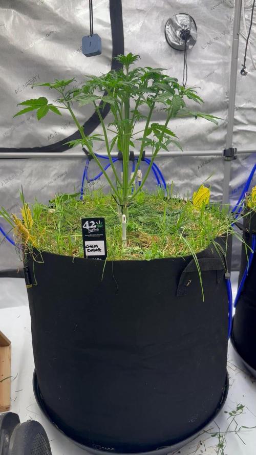 Fastbuds 3 strain Auto grow 2025