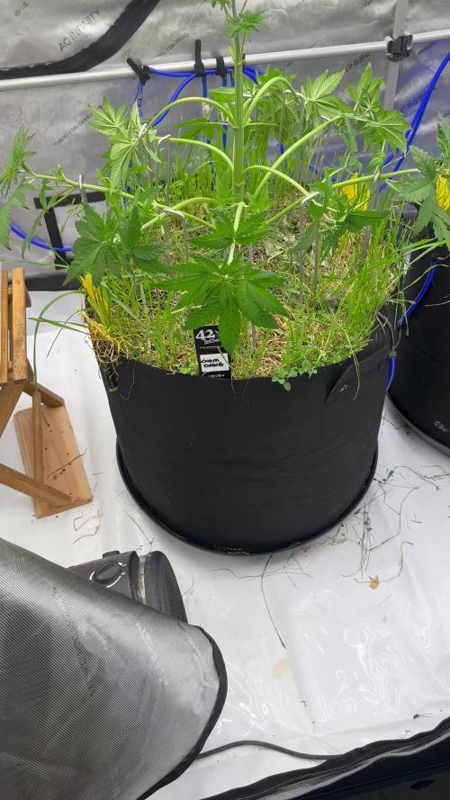 Fastbuds 3 strain Auto grow 2025