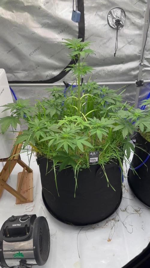 Fastbuds 3 strain Auto grow 2025