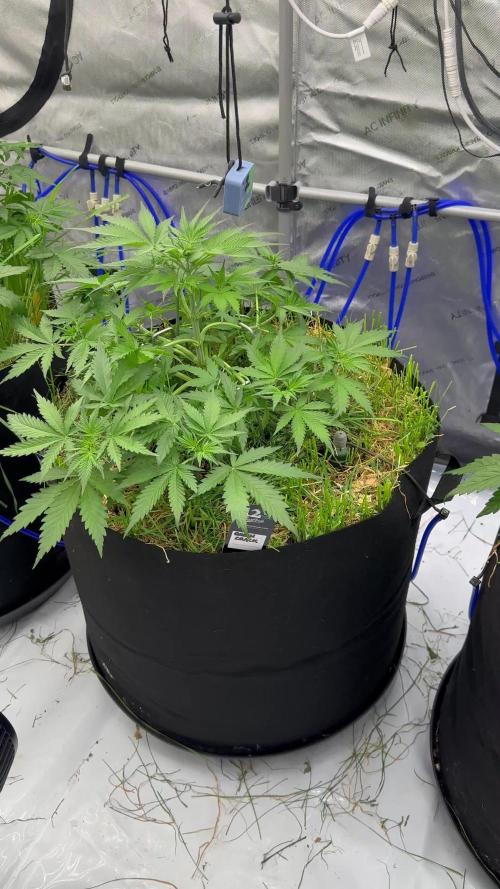 Fastbuds 3 strain Auto grow 2025