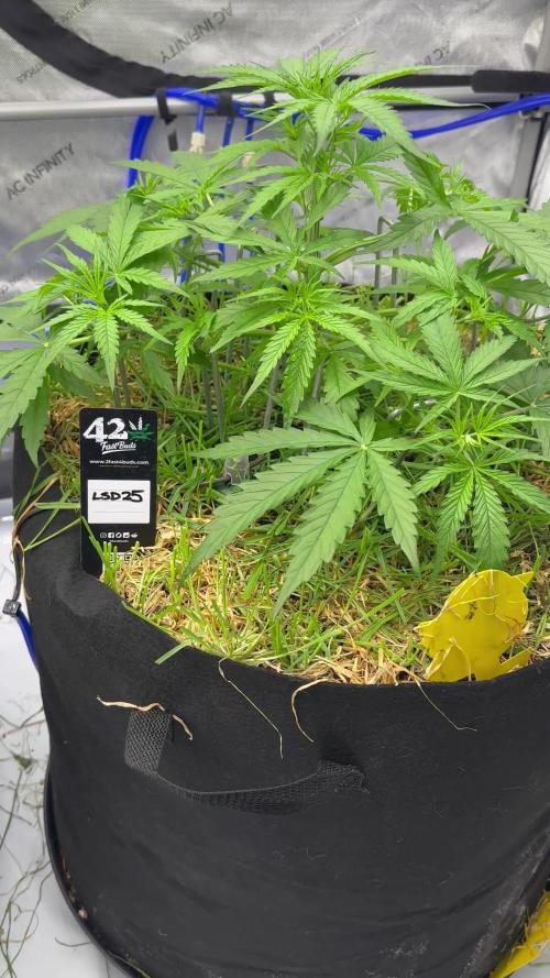 Fastbuds 3 strain Auto grow 2025