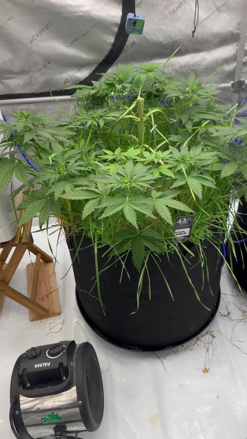 Fastbuds 3 strain Auto grow 2025