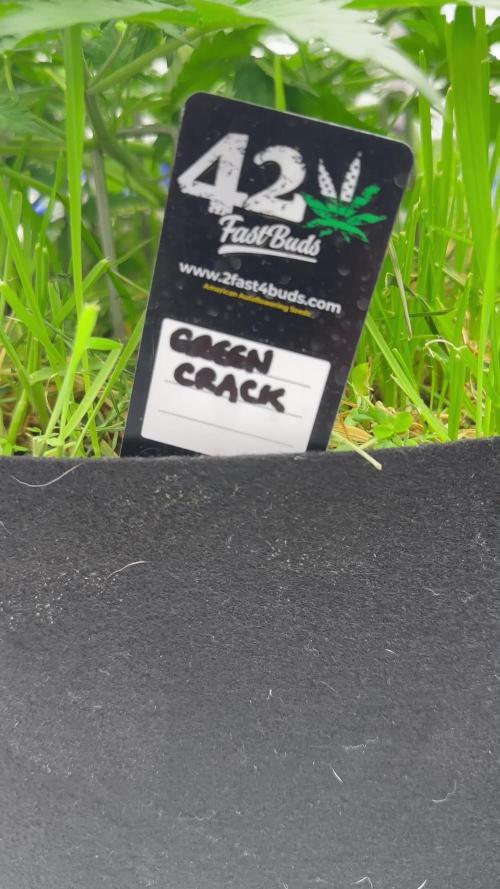 Fastbuds 3 strain Auto grow 2025